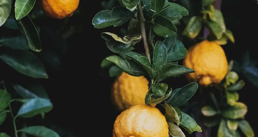 Ballan wrasse climbing gourami amur pike Arctic char, steelhead